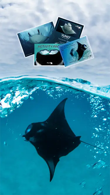 Adopt a manta